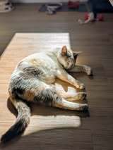 BALI, Katze, Europäisch Kurzhaar in Essen - Bild 5