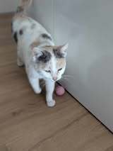 BALI, Katze, Europäisch Kurzhaar in Essen - Bild 7
