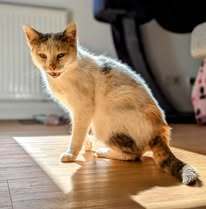 BALI, Katze, Europäisch Kurzhaar in Essen - Bild 8