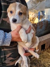 VALENTIN, Hund, Mischlingshund in Rumänien - Bild 1