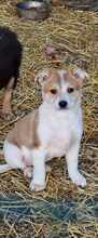 VALENTIN, Hund, Mischlingshund in Rumänien - Bild 2