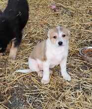 VALENTIN, Hund, Mischlingshund in Rumänien - Bild 3
