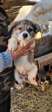VANDA, Hund, Mischlingshund in Rumänien - Bild 1