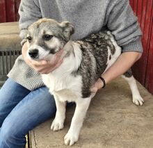 VANDA, Hund, Mischlingshund in Rumänien - Bild 10