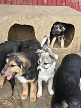 VANDA, Hund, Mischlingshund in Rumänien - Bild 11