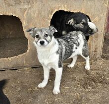 VANDA, Hund, Mischlingshund in Rumänien - Bild 12