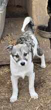 VANDA, Hund, Mischlingshund in Rumänien - Bild 13