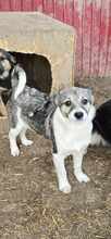 VANDA, Hund, Mischlingshund in Rumänien - Bild 2