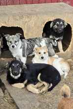 VANDA, Hund, Mischlingshund in Rumänien - Bild 4