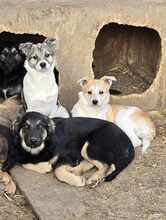 VANDA, Hund, Mischlingshund in Rumänien - Bild 5