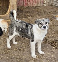 VANDA, Hund, Mischlingshund in Rumänien - Bild 6