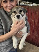 VANDA, Hund, Mischlingshund in Rumänien - Bild 7