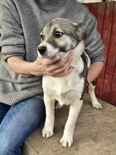 VANDA, Hund, Mischlingshund in Rumänien - Bild 8