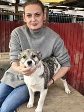 VANDA, Hund, Mischlingshund in Rumänien - Bild 9