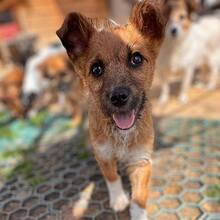 MARVIN, Hund, Mischlingshund in Rumänien - Bild 6