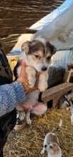 VANJA, Hund, Mischlingshund in Rumänien - Bild 4
