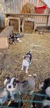VANJA, Hund, Mischlingshund in Rumänien - Bild 5