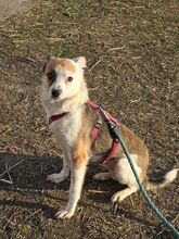 VICTORIA, Hund, Mischlingshund in Rumänien - Bild 2