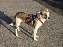 VICTORIA, Hund, Mischlingshund in Rumänien - Bild 3