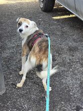 VICTORIA, Hund, Mischlingshund in Rumänien - Bild 5