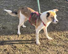VICTORIA, Hund, Mischlingshund in Rumänien - Bild 6