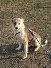 VICTORIA, Hund, Mischlingshund in Rumänien - Bild 7