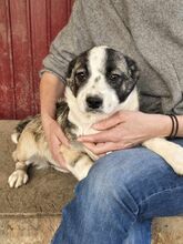 VINJA, Hund, Mischlingshund in Rumänien - Bild 2