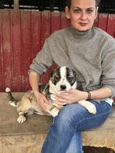 VINJA, Hund, Mischlingshund in Rumänien - Bild 3