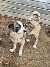 VINJA, Hund, Mischlingshund in Rumänien - Bild 6