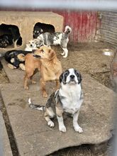 VINJA, Hund, Mischlingshund in Rumänien - Bild 7
