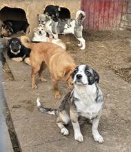 VINJA, Hund, Mischlingshund in Rumänien - Bild 8