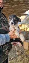 VIOLETTA, Hund, Mischlingshund in Rumänien - Bild 2