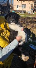 ZORA, Hund, Mischlingshund in Rumänien - Bild 1