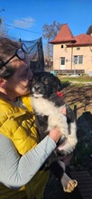 ZORA, Hund, Mischlingshund in Rumänien - Bild 2