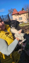 ZORA, Hund, Mischlingshund in Rumänien - Bild 3