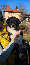 ZORA, Hund, Mischlingshund in Rumänien - Bild 4
