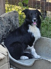 ZORA, Hund, Mischlingshund in Rumänien - Bild 5