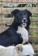ZORA, Hund, Mischlingshund in Rumänien - Bild 6