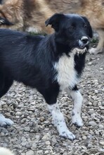 ZORA, Hund, Mischlingshund in Rumänien - Bild 7