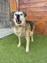 BEPPI, Hund, Mischlingshund in Slowakische Republik - Bild 10