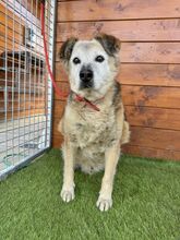 BEPPI, Hund, Mischlingshund in Slowakische Republik - Bild 2