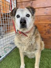 BEPPI, Hund, Mischlingshund in Slowakische Republik - Bild 3