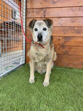 BEPPI, Hund, Mischlingshund in Slowakische Republik - Bild 4