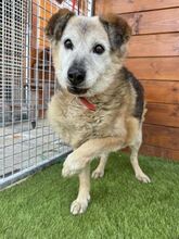 BEPPI, Hund, Mischlingshund in Slowakische Republik - Bild 5