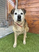 BEPPI, Hund, Mischlingshund in Slowakische Republik - Bild 6