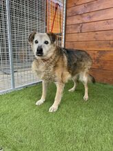 BEPPI, Hund, Mischlingshund in Slowakische Republik - Bild 8