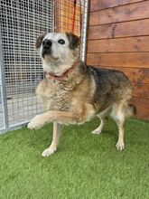 BEPPI, Hund, Mischlingshund in Slowakische Republik - Bild 9