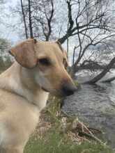 LOKI, Hund, Mischlingshund in Bernau - Bild 1