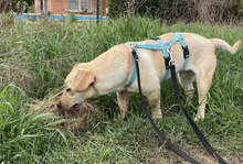 LOKI, Hund, Mischlingshund in Bernau - Bild 2