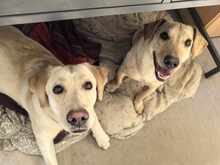 LOKI, Hund, Mischlingshund in Bernau - Bild 3